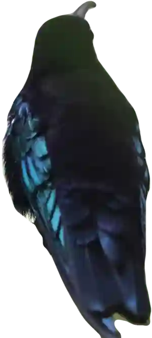 Rainbow Madeira Hummingbird all by itself.