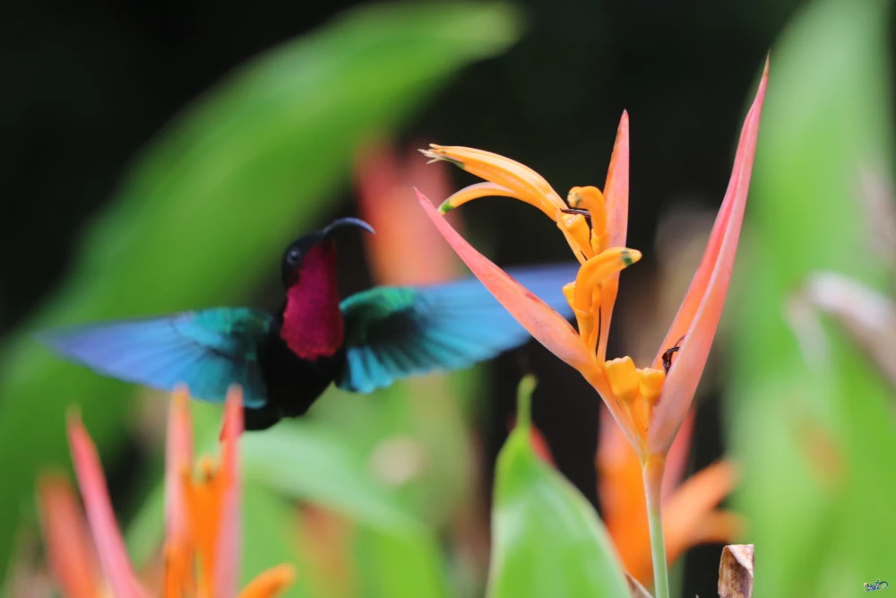Jardin tropical de Rêve et Alizé à Bouillante